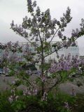 Paulownia tomentosa
